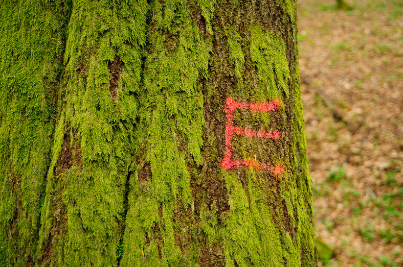 Symbolem "E" oznaczane są drzewa biocenotyczne - nie będą one wycinane, gdyż nie spełniają norm produkcyjnych. Są jednak niezwykle istotne dla ekosystemu leśnego.