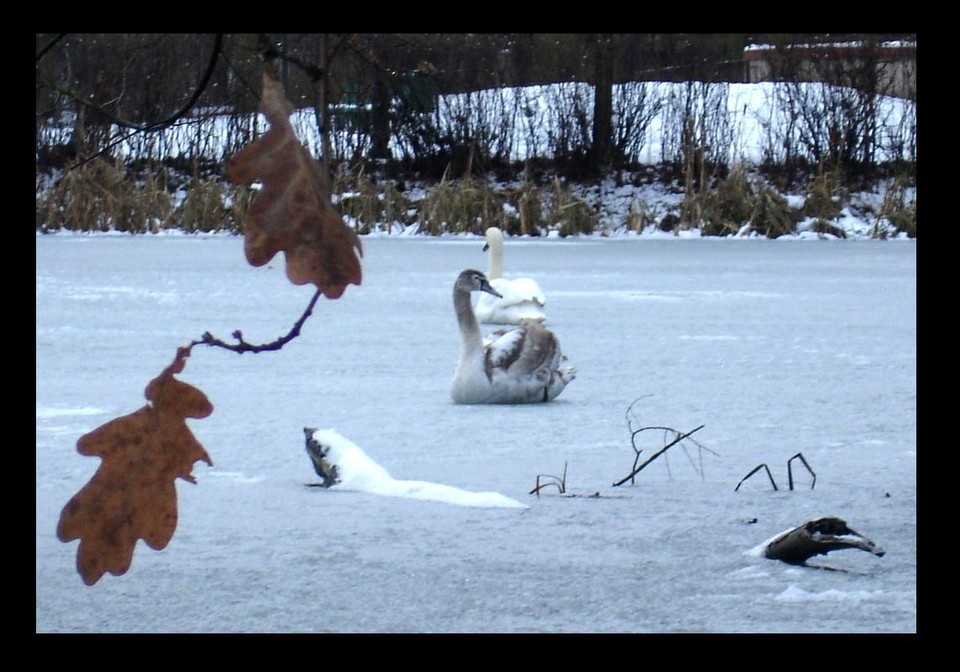 kasia lalala - Zima Park Sołacki Poznań