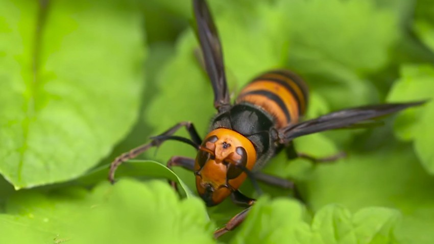 Ubod stršljena može biti smrtonosan