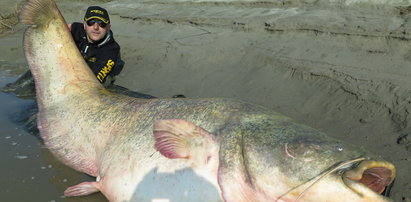 Wędkarz złowił suma giganta. Ryba ważyła aż 127 kg!
