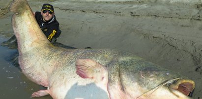 Wędkarz złowił suma giganta. Ryba ważyła aż 127 kg!