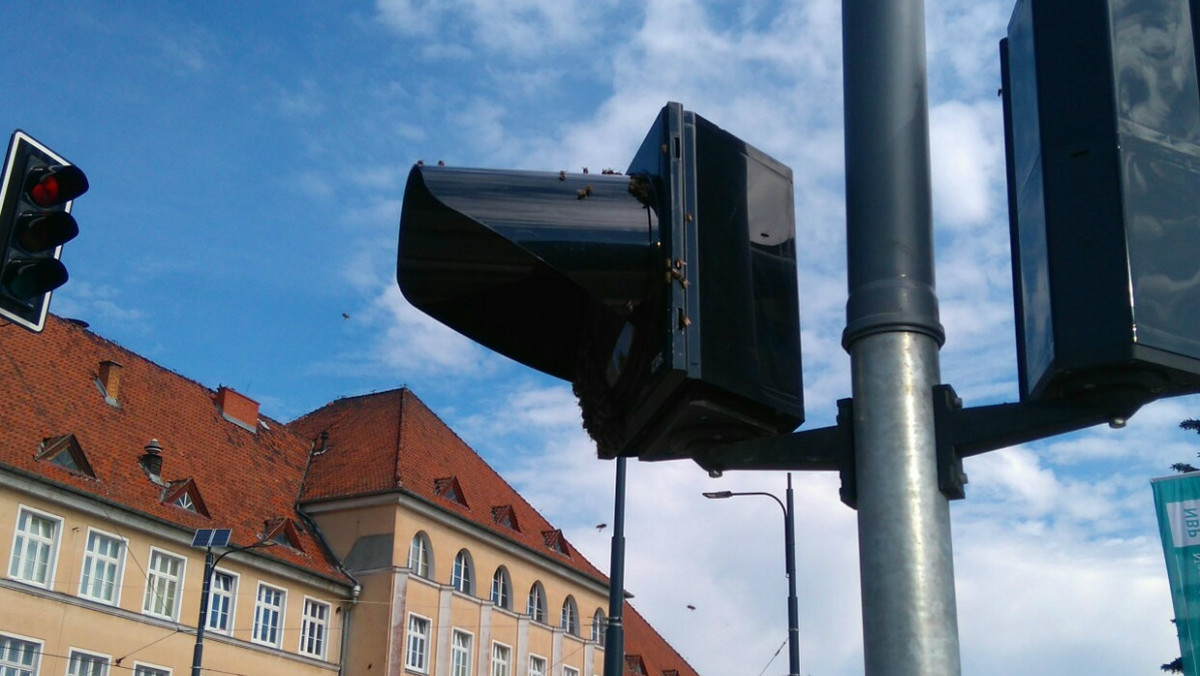 Olsztyńska straż miejska otrzymuje coraz więcej zgłoszeń o rojach pszczół i os. Ostatnio pojawiły się w samym centrum miasta. Strażnicy apelują, by samemu nie walczyć z owadami.