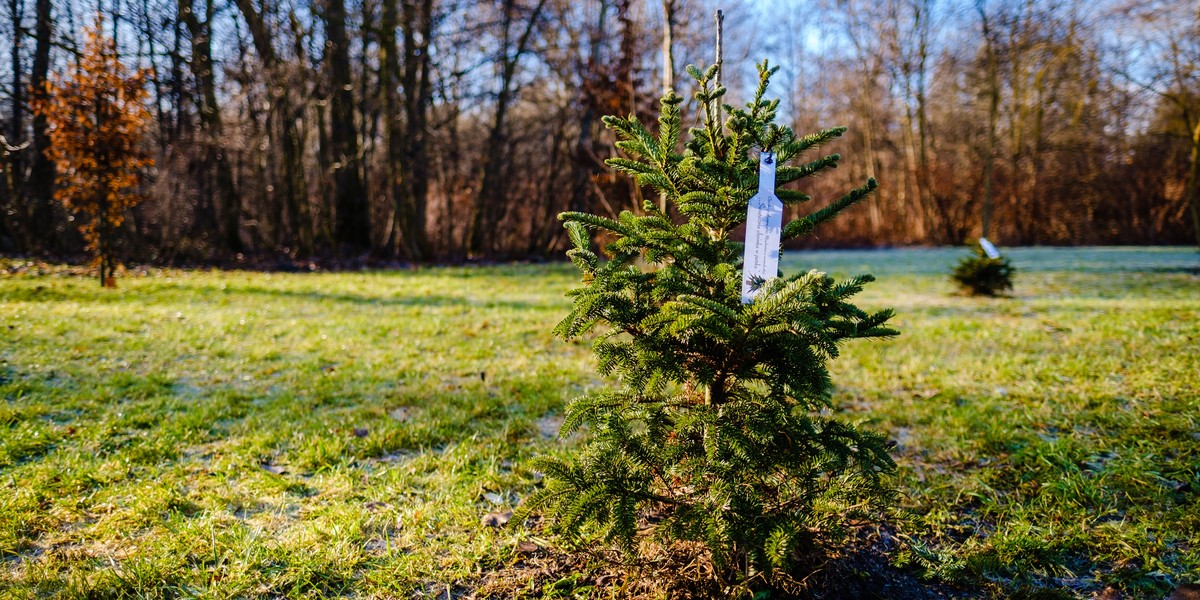 Tak wygląda zasadzona choinka, podarowana prze mieszkańca Rudy Śląskiej.