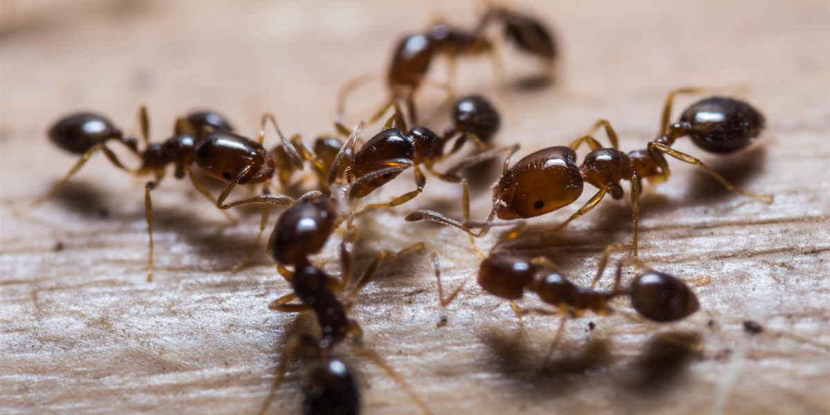 Mrówki ogniste dotarły do Europy. Ich ugryzienie jest wyjątkowo bolesne.