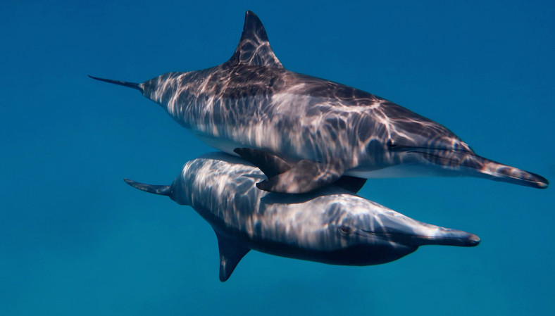 Delfiny butlonose
