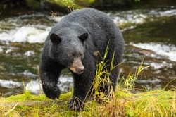 Co łączy wolnorynkowców z niedźwiedziami? Zdumiewająca historia niedoszłej utopii