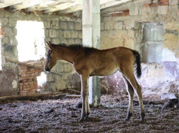 Polícia obvinila muža za chov koní bez prístupu k základnej starostlivosti.