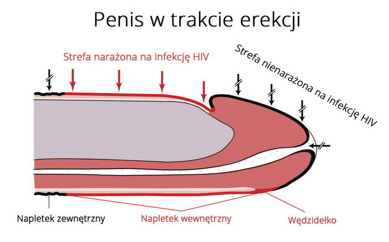 Strefy zakażenia HIV, fot. WHO.int