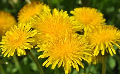 Jak zrobić syrop z mniszka lekarskiego? Pomoże na ból gardła i kaszel [PRZEPIS]