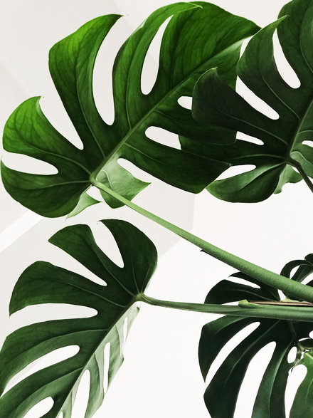 Monstera dziurawa