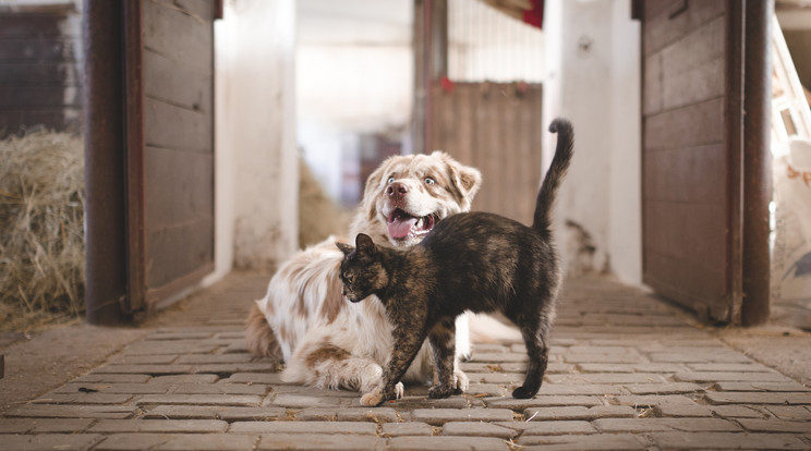 Mégis létezik a kutya-macska barátság /Illusztráció /Fotó: Pixabay