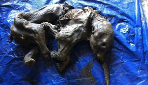 Nun cho ga Baby Woolly Mammoth found in Trondk Hwchin Traditional Territory, Yukon, Canada