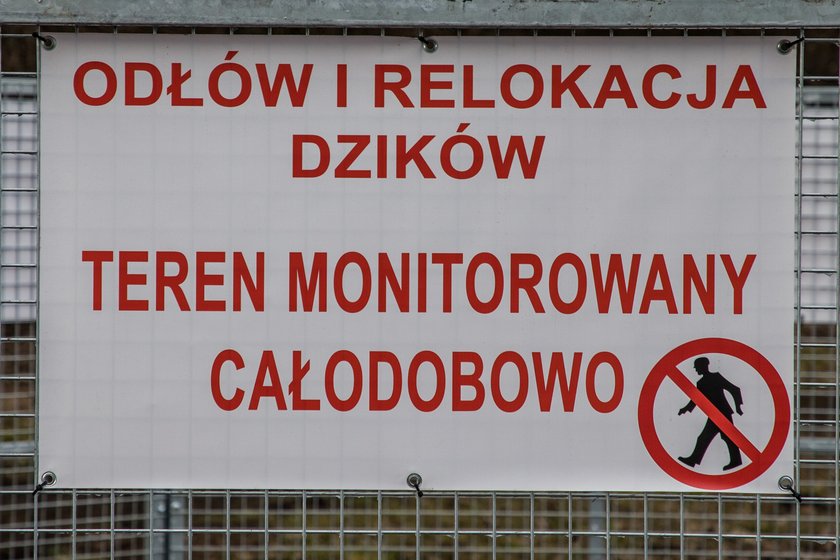 Oto pierwsza w Krakowie odłownia dzików