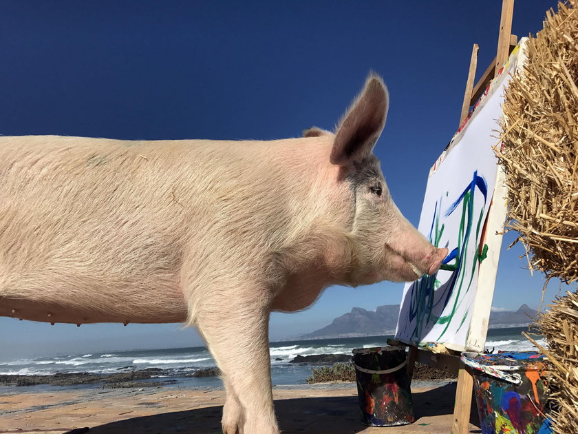 Pigcasso – świnia, która maluje dzieła sztuki