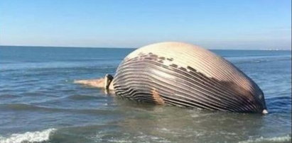 Olbrzym na francuskiej plaży!