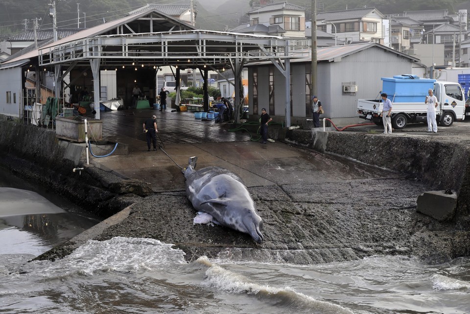 JAPAN FEATURE PACKAGE WHALING