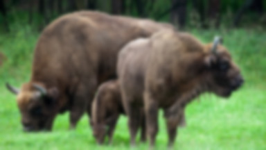 Polskie żubry na Bornholmie