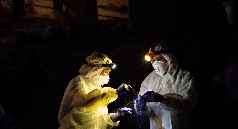 A team of researchers set up a net to catch bats at the Khao Chong Pran Cave on September 12, 2020 in Ratchaburi, Thailand during a mission to understand the coronavirus's origins.
