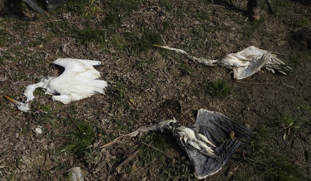 Pomor ptica kod Sutjeske 