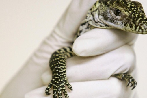 Baby Komodo dragon held by keeper after hatching at Chester Zoo in Chester