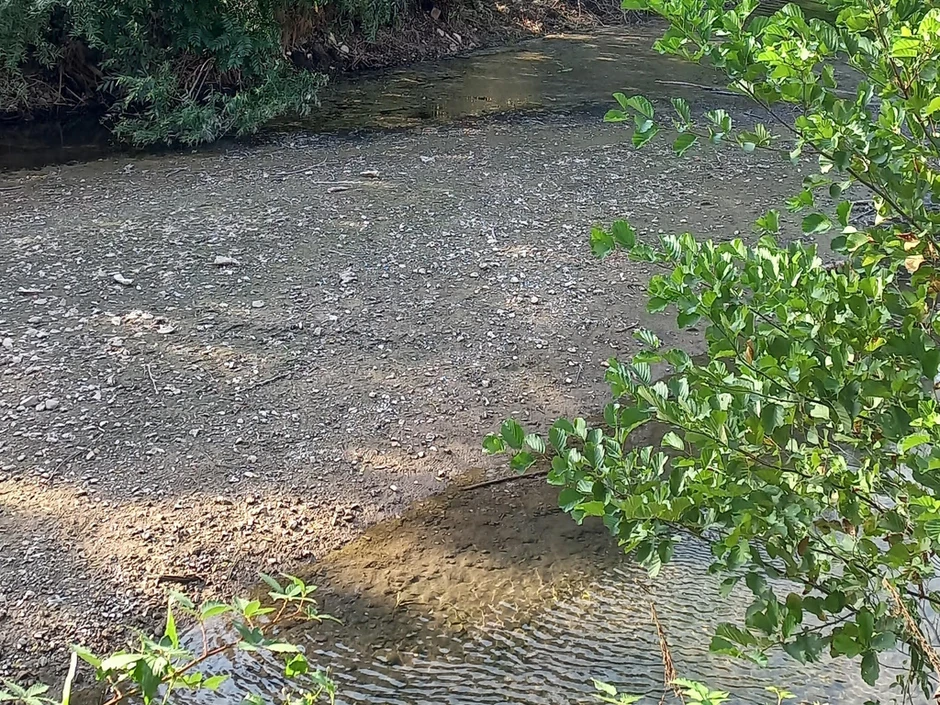 Zbog niskog vodostaja, u Gradcu je ugrožena i populacija potočne pastrmke