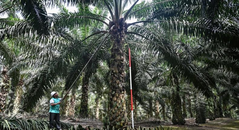 Both Malaysia and Indonesia have been at loggerheads with EU lawmakers over the crop's cultivation, which has caused rampant deforestation and destruction of wildlife