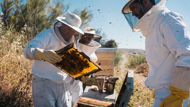fale upałów kontra pszczoły miodne. dlaczego ekstremalne temperatury z