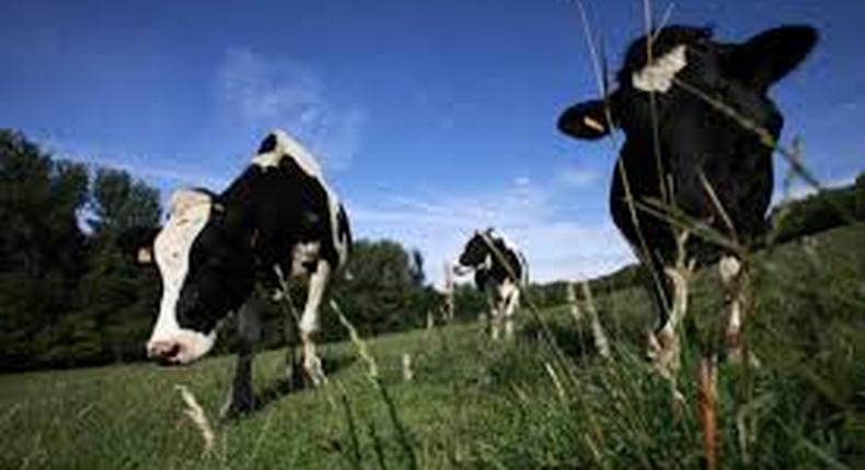 Stressed Italian cows get air-conditioned sheds to combat heatwave