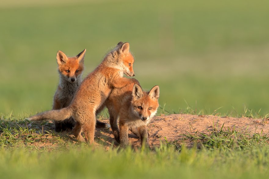 Lis (Vulpes vulpes)