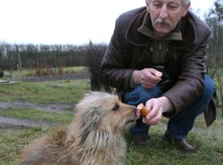 Sąd uwolnił jamnika od zarzutu usiłowania zagryzienia