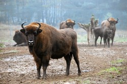 Nie żyją dwa żubry. Potrącił je samochód wojskowy. "Droga była nieodśnieżona"