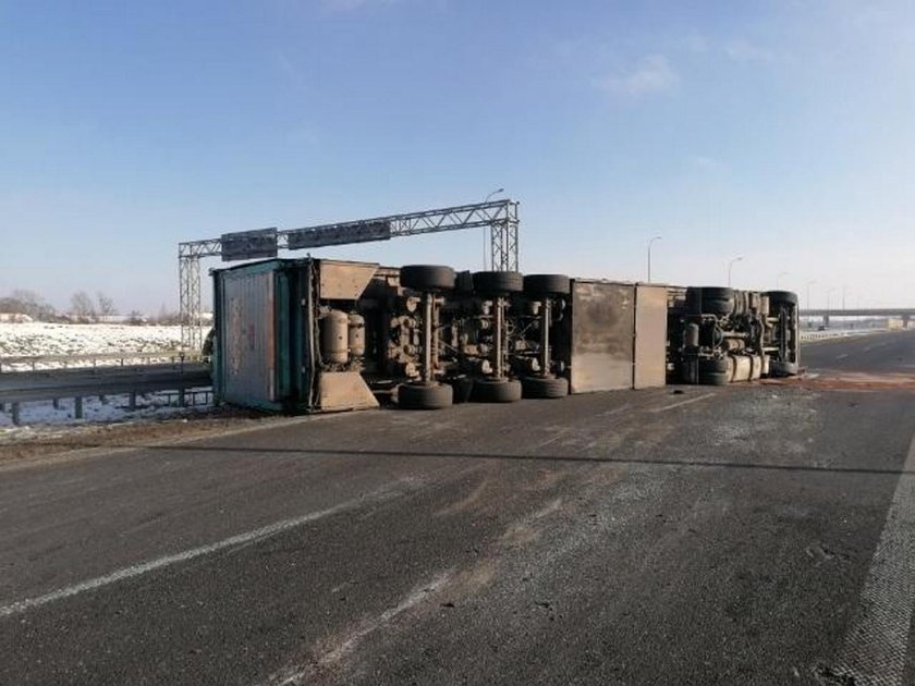 Samochód ze świniami przewrócił się na A1. Zwierzęta rozbiegły się po autostradzie! 