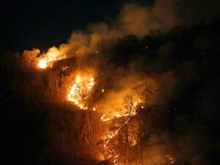 Liczba pożarów lasów w Brazylii między styczniem a sierpniem 2019 r. była o ponad 80 proc. większa niż rok wcześniej