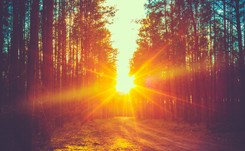 Projekt ustawy o lasach. Skarb Państwa będzie miał prawo pierwokupu prywatnych lasów