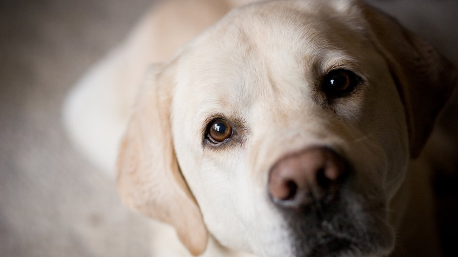 Labrador retriever