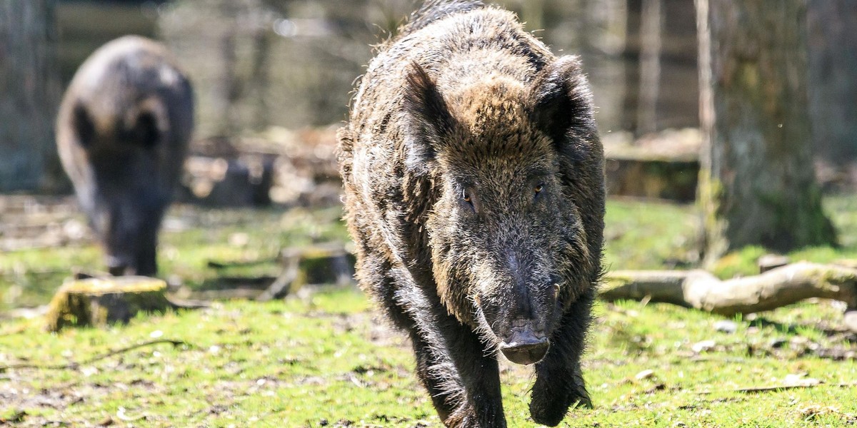 Białołęka walczy z dzikami