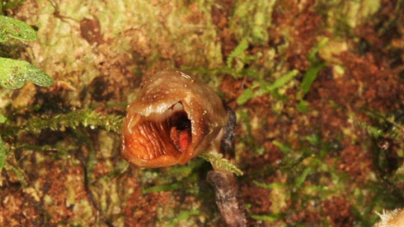 Gastrodia agnicellus © Rick Burian. Źródło: www.kew.org