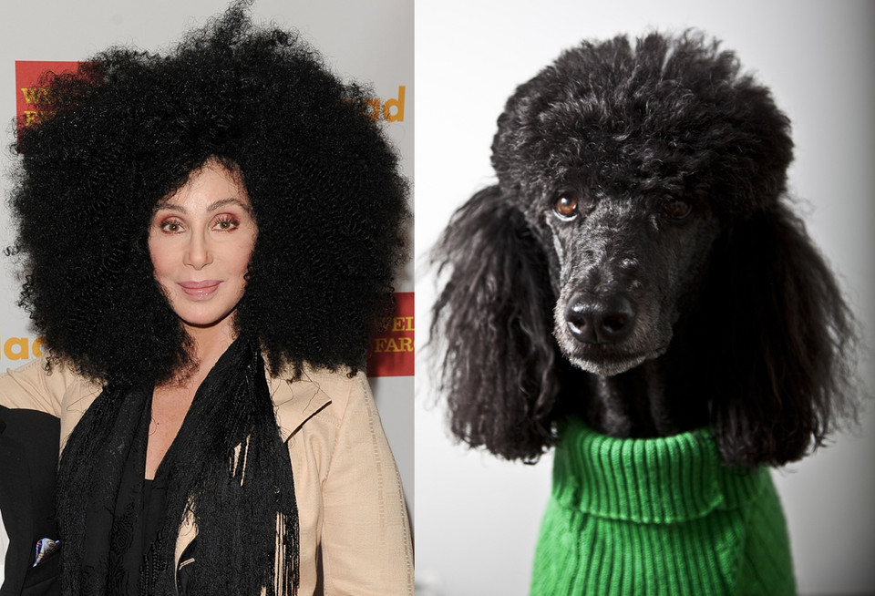 Cher i pudel (fot. Getty Images)