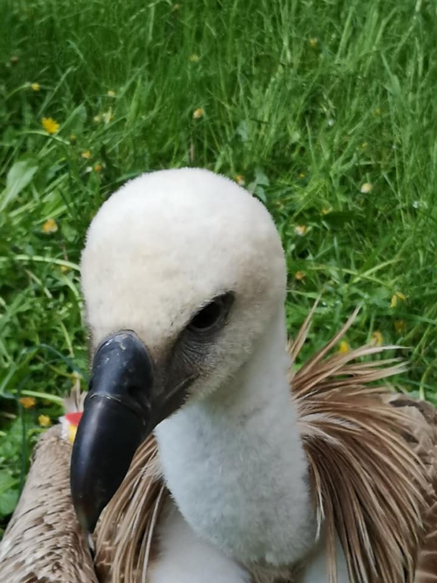 Dobrila beloglavi sup