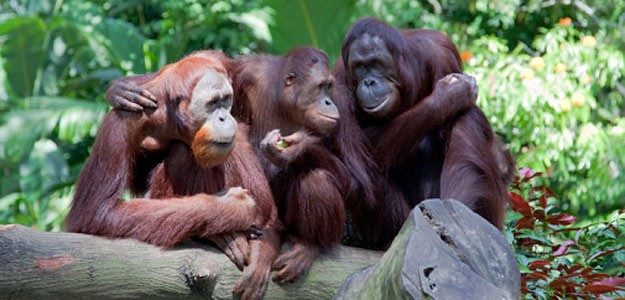 24868_orangutan-625-d0001CBC18fc72f5847ef