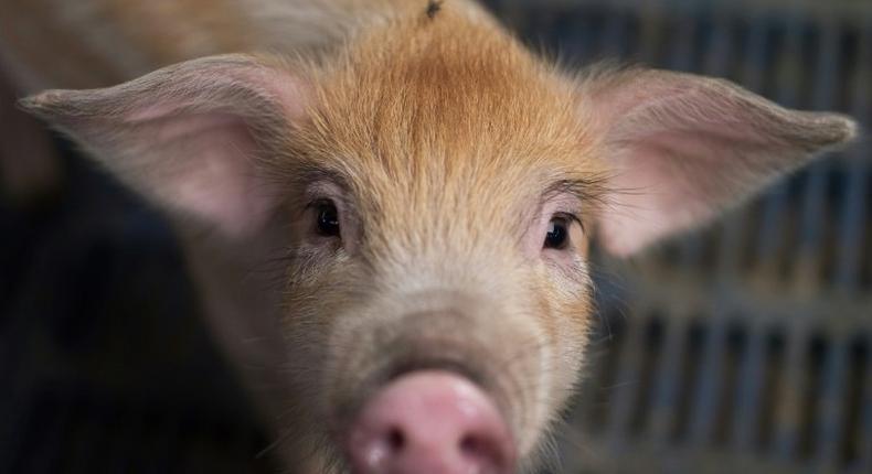 Humans can already receive pig heart valves and pancreases, but scientists have long sought to make their entire organs, which grow to around human size, available for harvest