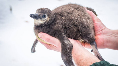 Über cuki: készülnek a fiókák a pingvinbölcsire