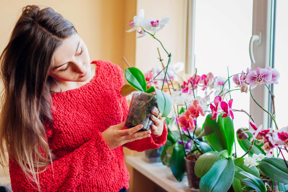 Virágzik az orchidea hamarosan! Fotó: Shutterstock