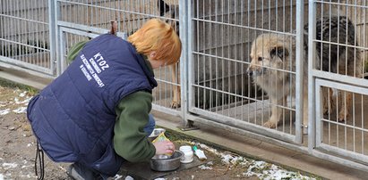 Zostań wolontariuszem w krakowskim schronisku