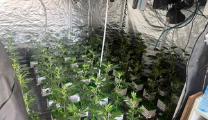 Otkrivena laboratorija marihuane 