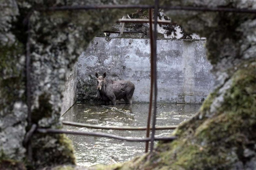 Łoś wpadł do bunkra. FOTO