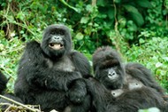 Mountain GORILLAS - x two females 'Murraha' and 'Poppy'