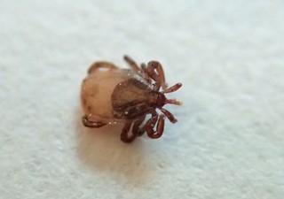 Żołnierze na granicy skarżą się: Kleszczy jest pełno, nikt nie zapewnił szczepienia przeciwko chorobom