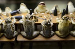 Bankiet wypchanych żab, wyścigi psów. NIEZWYKŁE ZDJĘCIA zwierząt z minionego roku