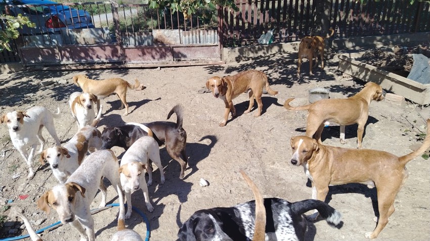 Dimitrijević kaže da se svi psi lepo slažu i da svako ima svoje mesto u dvorištu